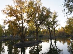-金塔沙漠胡杨林景区