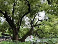 -西溪国家湿地公园