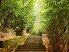 -铁山坪森林公园