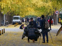 -三里屯东五街银杏大道