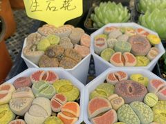 -中环花鸟鱼虫市场