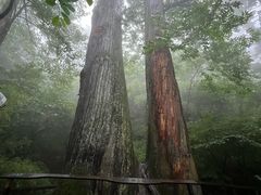 -天目山大树王景区