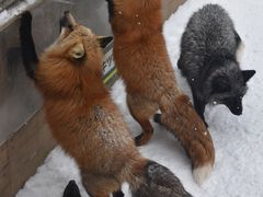 -宫城藏王狐狸村