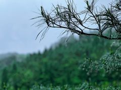 -武陵山森林公园