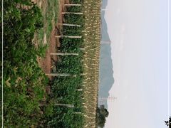 -北京张裕爱斐堡酒庄