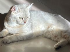 -纳吉亚猫专科动物医院·北北分院