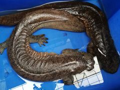 -青石桥市场北1-27号