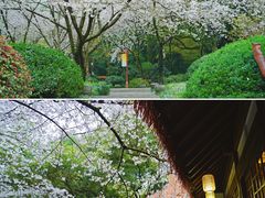-中国茶叶博物馆(双峰馆区)