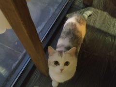 -吉丁鸟咖·异宠·寄养