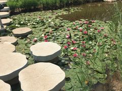 -武清南湖绿博园