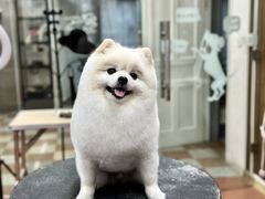 -鑫艺宠物美容培训学校