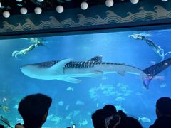 -烟台海昌鲸鲨海洋公园