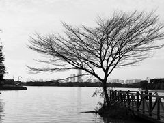-海珠湖公园