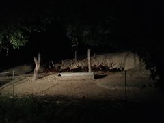-清迈夜间动物园