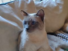 -滚猫咖啡·猫咖·猫友好撸猫(未来城店)
