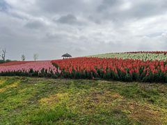 -径山花海