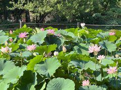 -国家植物园南园