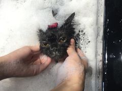 -MOLLY'S萌宠生活馆