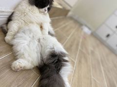 -李小姐の猫咖啡馆(五角场店)