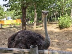 -大连森林动物园