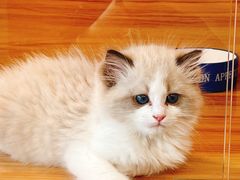 -猫十亿·布偶金渐层·曼基康矮脚猫舍(青年路店)