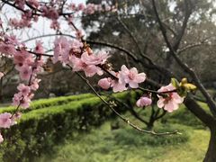-香雪海