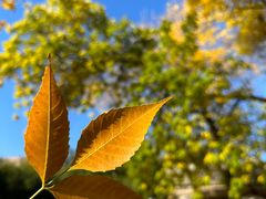 -三里屯东五街银杏大道