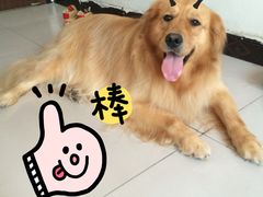 -瑞派宠物医院·24小时骨科·心脏·核磁(哈尔滨南岗店)