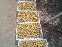 -东方鼎信农副产品交易中心