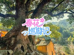 -杨家堂村