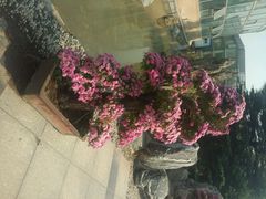 android_upload_pic-石家庄市植物园