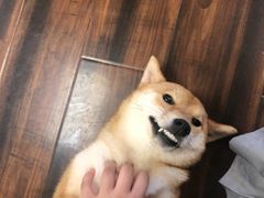 -豆柴町-柴犬主题狗咖(红鼎国际C座店)