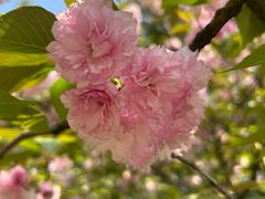 -上海佘山国家森林公园天马山园