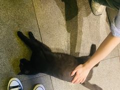 -老地方猫儿面(磁器口店)