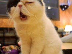 -MOCHA明星猫咖(田子坊店)