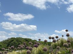 -嘉北郊野公园