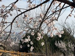 -白水寺森林公园