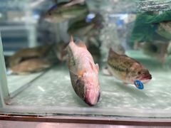 -盒马X会员店(上海森兰商都店)