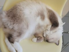 -怪兽屋·羊驼·猫咖·狗咖(俊华广场店)