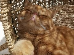 -飞行喵MR PILOT|猫舍·猫咖(静安大融城店)