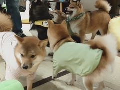 -逗柴咖啡屋·狗咖猫咖宠物桌游
