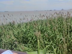 -上海吴淞炮台湾国家湿地公园