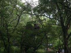-木兰云雾山