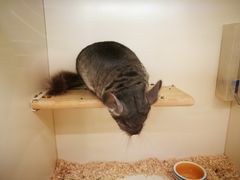 -龙猫仔乐园(惠福东路店)