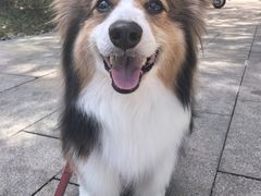 -宠宠熊宠物美容(星湖街店)