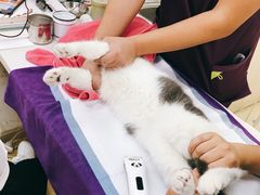 -创凡宠物医院·骨专科  猫科中心(西乡分院)