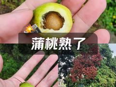 -长洲岛