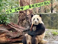 -都江堰中华大熊猫苑