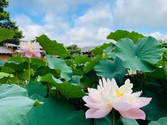 -法华学问寺-停车场
