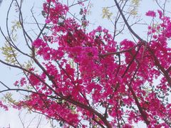 -美的鹭湖森林度假区